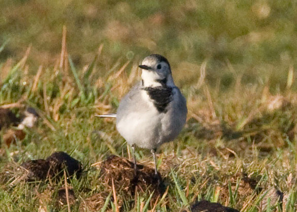 White Wagtail (Motacilla alba) juvenile male