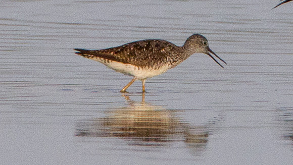 Lesser Yellowlegs ? (Tringa flavipes)