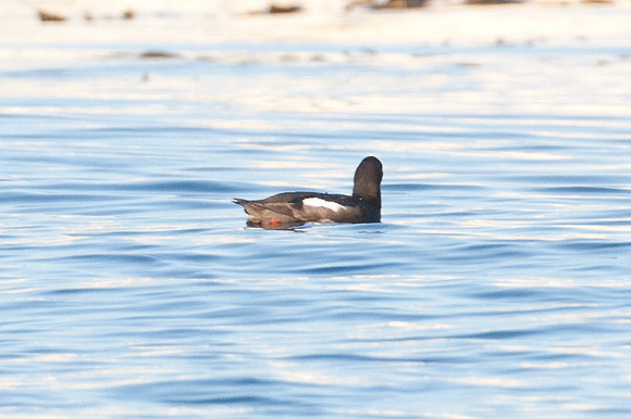 Pigeon Guillemot (Cepphus columba)