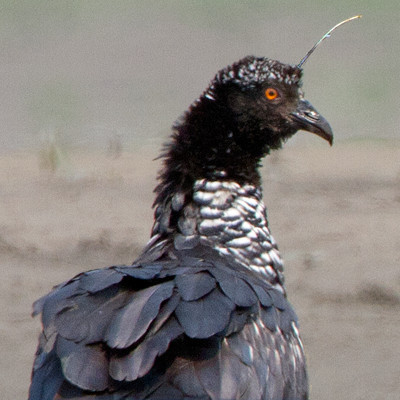 Horned Screamer (Anhima cornuta)
