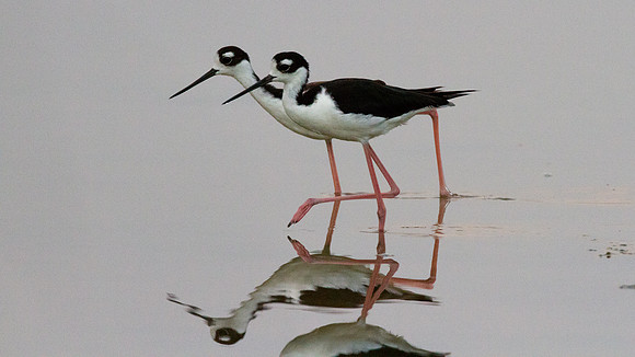 Black-necked Stilt (Himantopus mexicanus)
