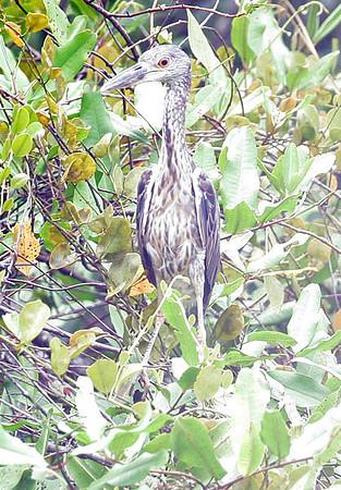 Yellow-crowned Night Heron (Nyctanassa violacea)