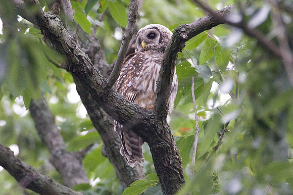 Barred Owl (Strix varia) juvenile