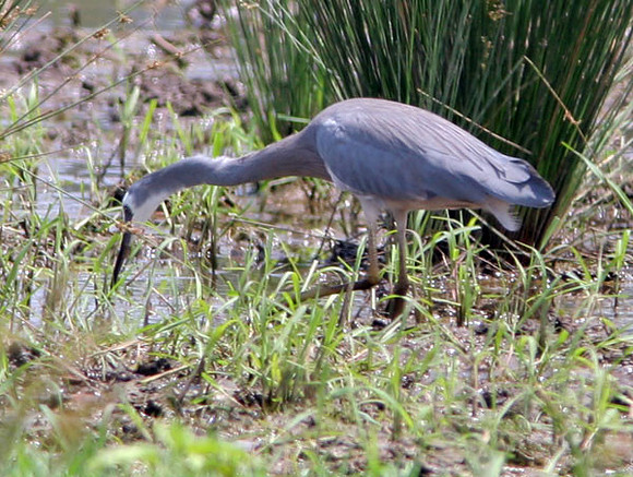 White-faced Heron (Egretta novaehollandiae)