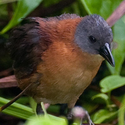 Ruddy Crake (Laterallus ruber)