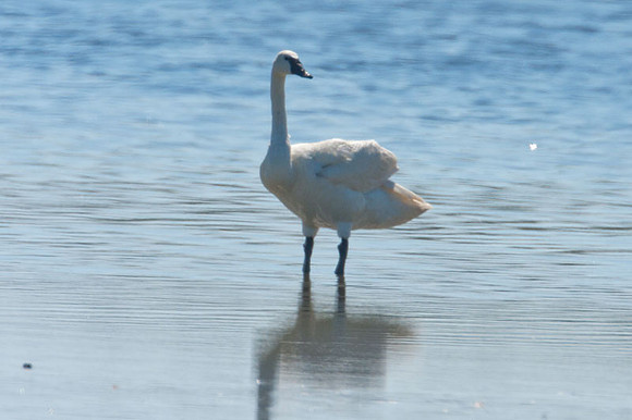 Tundra Swan (Cygnus columbianus)