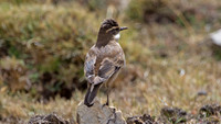 Cream-winged Cinclodes (Cinclodes albiventris)