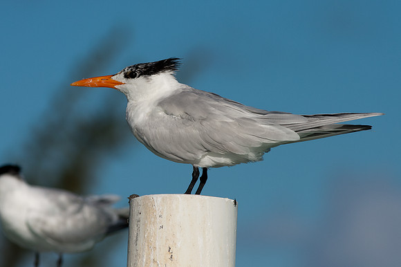 Royal Tern (Thalasseus maximus)