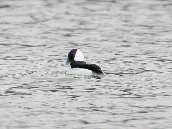 Bufflehead (Bucephala albeola) male