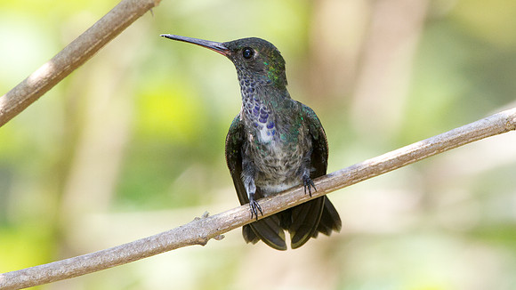 Sapphire-spangled Emerald (Amazilia lactea)