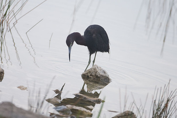 Little Blue Heron (Egretta caerulea)