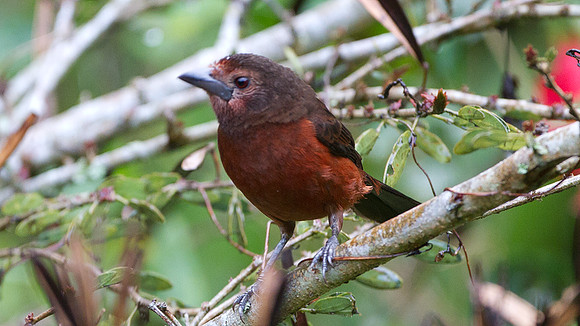 Silver-beaked Tanager (Ramphocelus carbo)