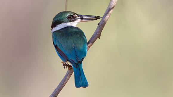 Collared kingfisher (Todiramphus chloris)