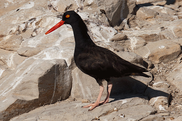 Black Oystercatcher (Haematopus bachmani)