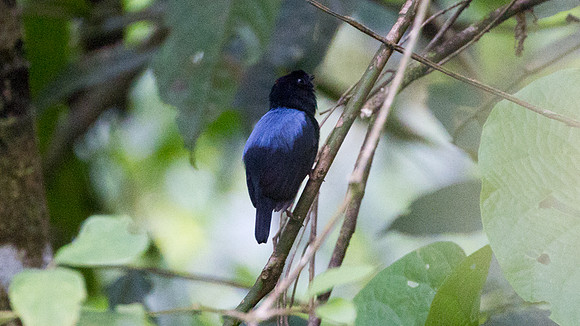 Yungas Manakin (Chiroxiphia boliviana)