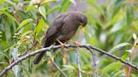 Chiguanco Thrush (Turdus chiguanco)