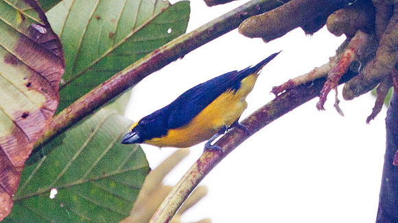 Thick-billed Euphonia (Euphonia laniirostris)