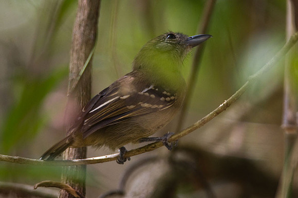 Western Slaty-Antshrike (Thamnophilus atrinucha)