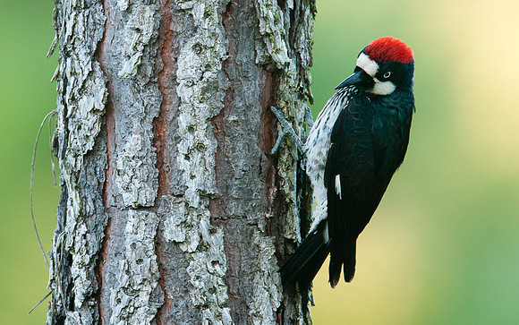 Acorn woodpecker (Melanerpes formicivorus) male