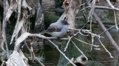 Torrent Tyrannulet (Serpophaga cinerea)
