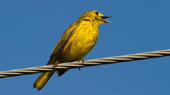 Yellow Warbler (Dendroica petechia)