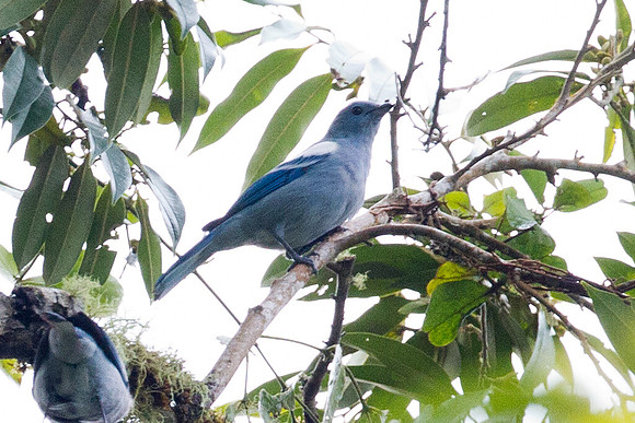 Blue-grey Tanager (Thraupis episcopus)
