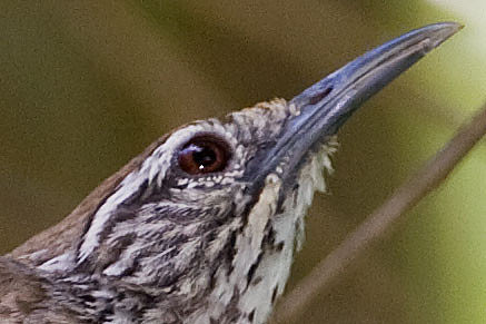 Spot-breasted Wren (Pheugopedius maculipectus)