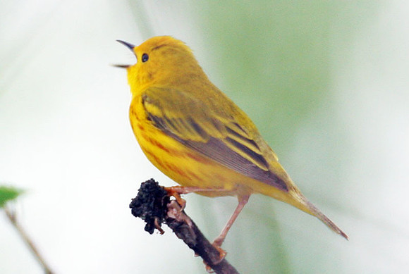 Yellow Warbler (Dendroica petechi)