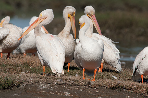 American White Pelican (Pelecanus erythrorhynchos)