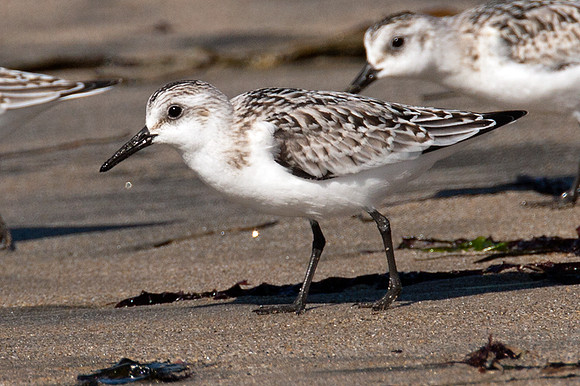 Sanderling (Calidris alba)