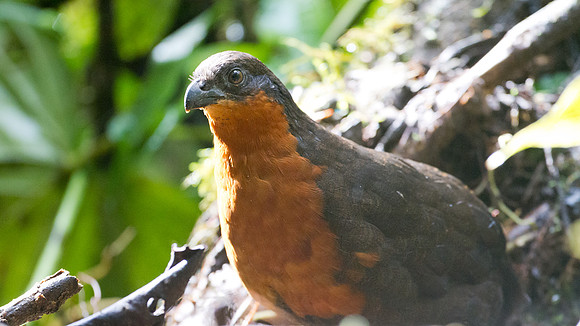 Dark-backed Wood Quail (Odontophorus melanonotus)