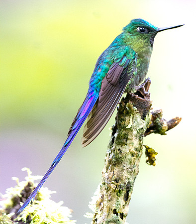 Violet-tailed Sylph (Aglaiocercus coelestis)