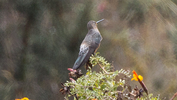 Giant Hummingbird (Patagona gigas)
