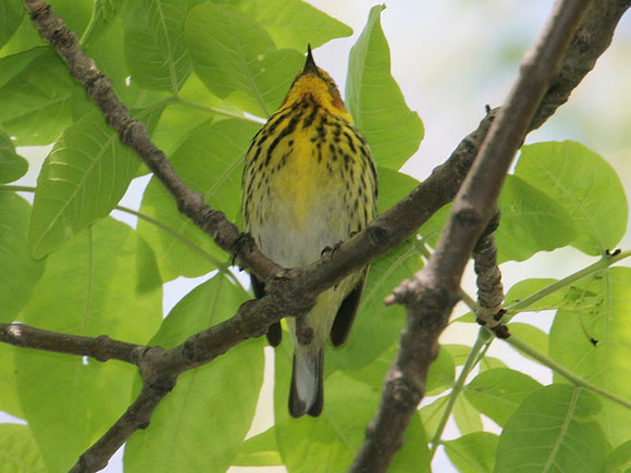 Cape May Warbler (Dendroica tigrina)