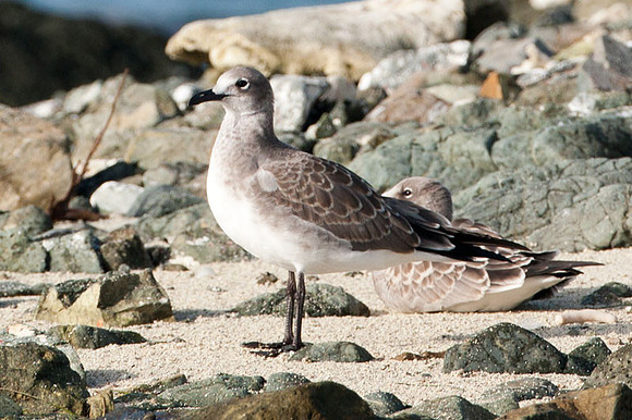 Laughing Gull (?) (Larus atricilla) immature