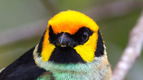 Flame-faced Tanager (Tangara parzudakii)