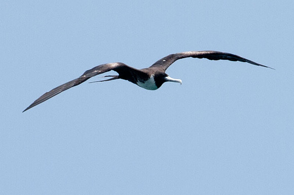 Magnificent Frigatebird (Fregata magnificens) female