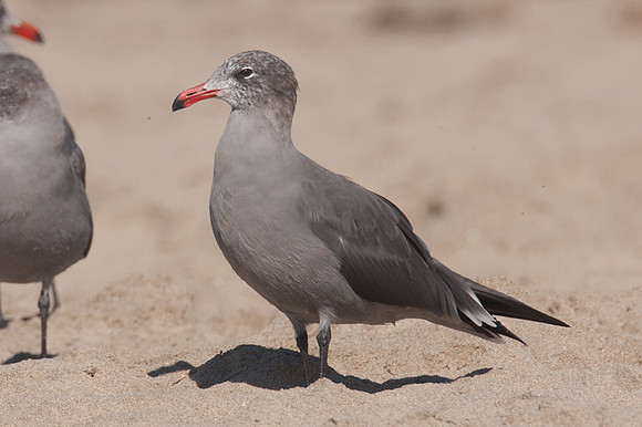 Heermann's Gull (Larus heermanni)