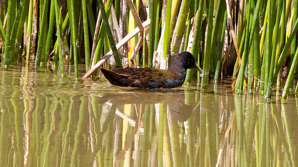 Plumbeous Rail (Pardirallus sanguinolentus)
