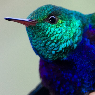 Violet-bellied Hummingbird (Damophila julie)