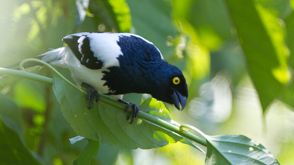 Magpie Tanager (Cissopis leveriana)
