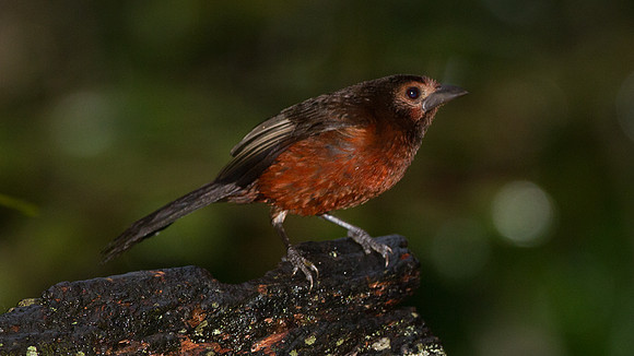Silver-beaked Tanager (Ramphocelus carbo)