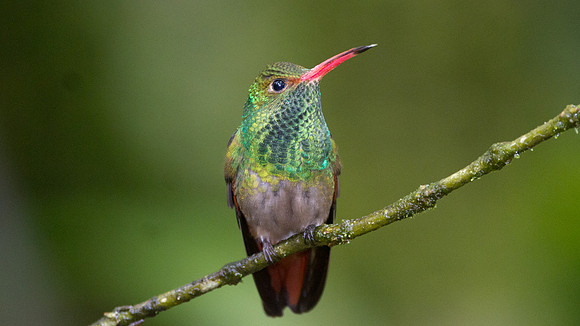 Rufous-tailed Hummingbird (Amazilia tzacatl)