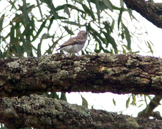 Dusky Woodswallow ? (Artamus cyanopterus) juvenile