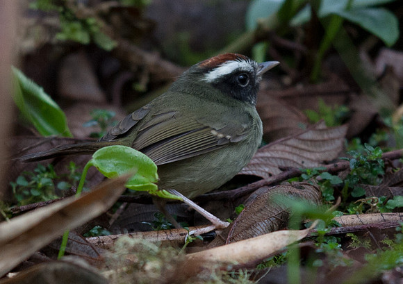 _MG_9759