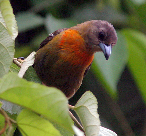 Cherrie's Tanager (Ramphocelus costaricensis) female