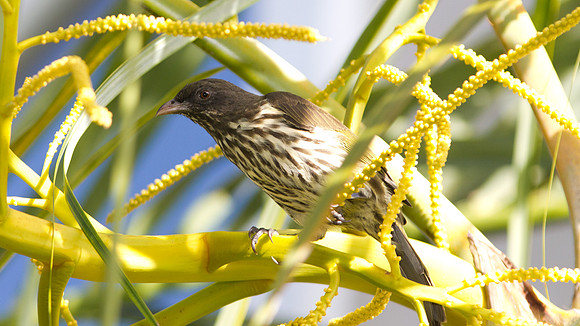 Palmchat (Dulus dominicus)