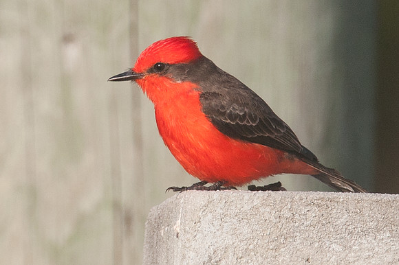 Vermilion Flycatcher (Pyrocephalus rubinus) male