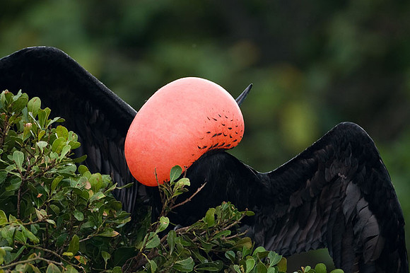 Magnificent Frigatebird (Fregata magnificens) male