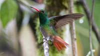 Rufous-tailed Hummingbird (Amazilia tzacatl)